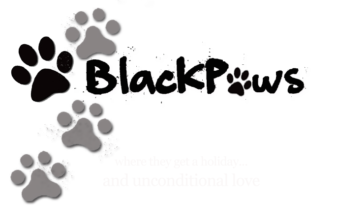 Pet Resort & Boarding Kennel | Blackpaws
